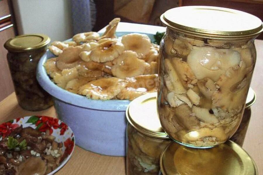 Грузди без варки на зиму. Грибы в банке. маринованные сыроежки. сыроежки на зиму в банках. засолка груздей на зиму в банках.