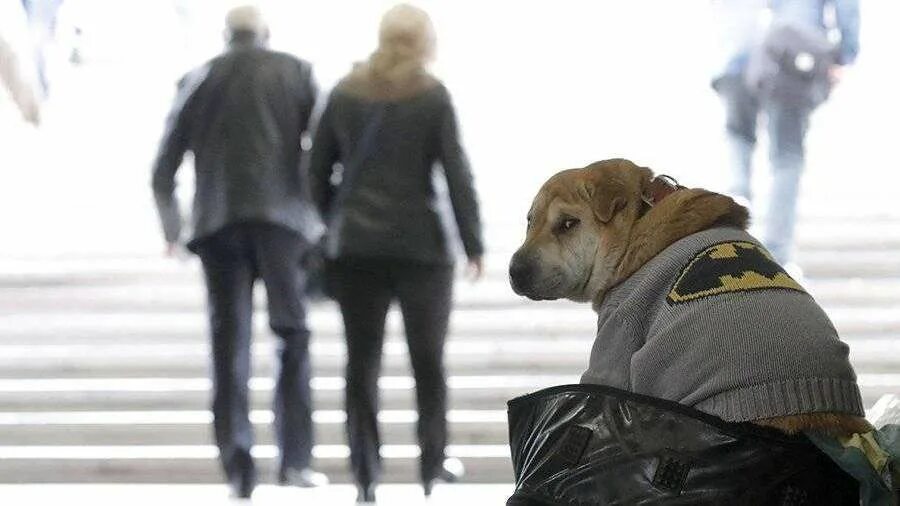 бродячие собаки стая дети. эмблема защиты животных. день защиты животных. эмблема приюта для животных. комитет животных.