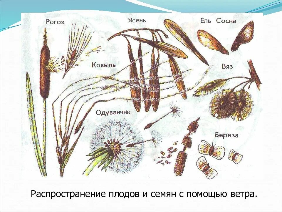 Какие растения распространяются с помощью семян. Распространение семян с помощью ветра. распространение плодов и семян с помощью ветра. способы распространения плодов и семян ветром. ветром распространяются плоды каких растений.