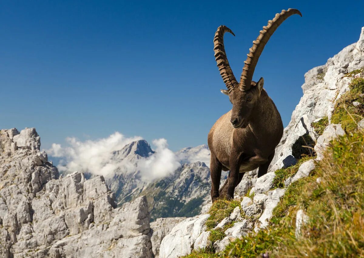 козероги ибекс. сибирский горный козёл capra sibirica. безоаровый козел турция. пиренейский козел букардо. горный козел.