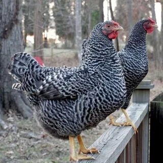Гибриды пород кур