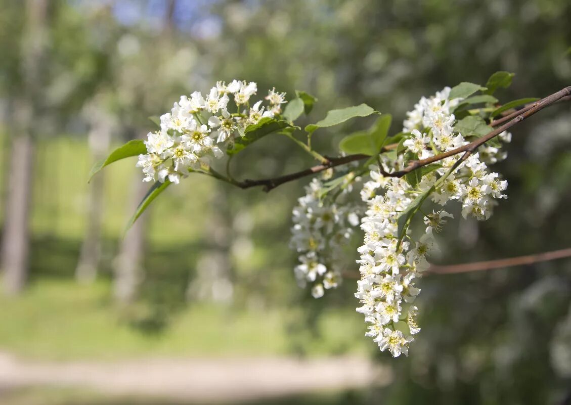 Черемуха дерево. Цветущие деревья черемуха цветущее дерево черемухи. Цветущая черемуха дерево. Черемуха амурская. Черемуха обыкновенная весной.
