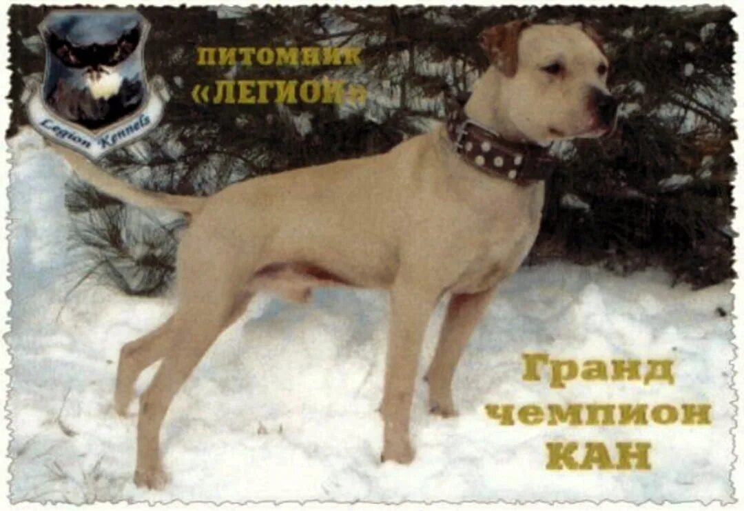 Гранд чемпион собаки. Гранд чемпион собаки. Чайнамен питбуль. Питбультерьер рабочего разведения. Gr ch kan.