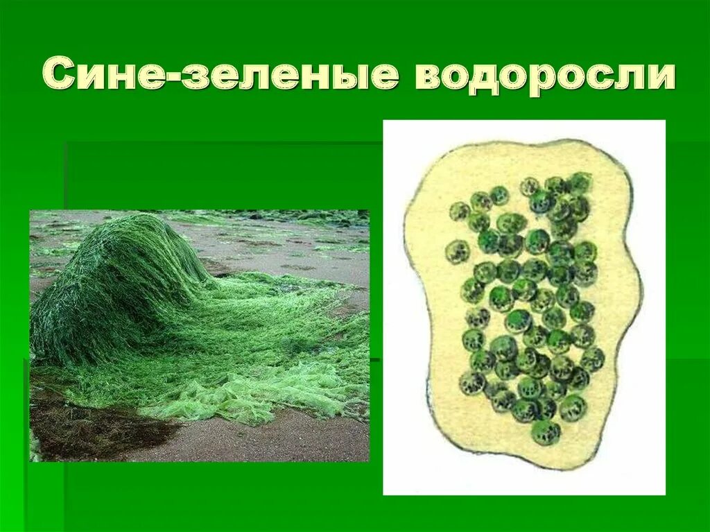 Низшие зеленые водоросли. Синезеленые водоросли цианобактерии. Цианобактерии одноклеточные водоросли. Синезелёные водоросли одноклеточные. Термофильные синезеленые водоросли.