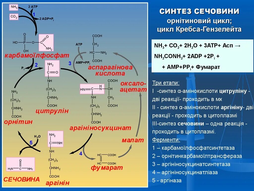 Синтез атф цикл кребса. Фумарат цикл Кребса. Цикл Кребса витамины. Ферменты цикла Кребса. Цикл Кребса биохимия.