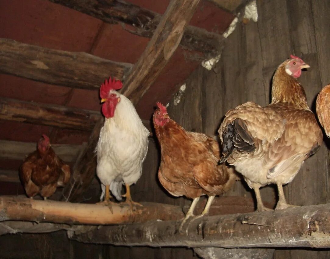 курица живет в курятнике. кросс ломан браун. где живет курица. курятник в деревне. курица живет в курятнике.