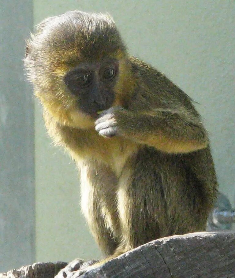 Cercopithecus hamlyni. Обезьяны на 8 букв. Павиан. Обыкновенная макака виды. Обезьяна философ.