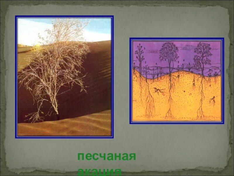 Конспект урока пустыня 4 класс. Песчаная Акация растение пустыни. Саксаул Песчаная Акация. Песчаная Акация пустыни России. Песчаная Акация в пустыни.