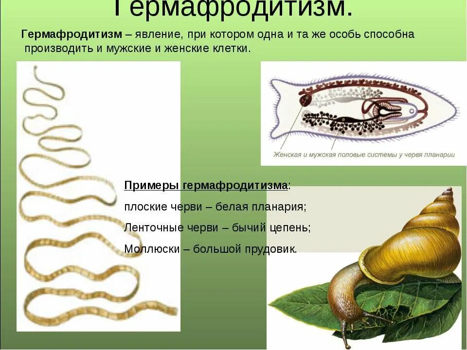 Гермафродитами являются черви. Гермафродитизм у плоских червей. Ленточные черви гермафродиты или раздельнополые. Гермафродитизм примеры. Гермафродитизм у животных примеры.