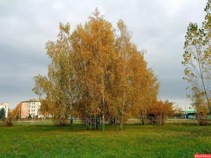 Золотая наступает осень в березе