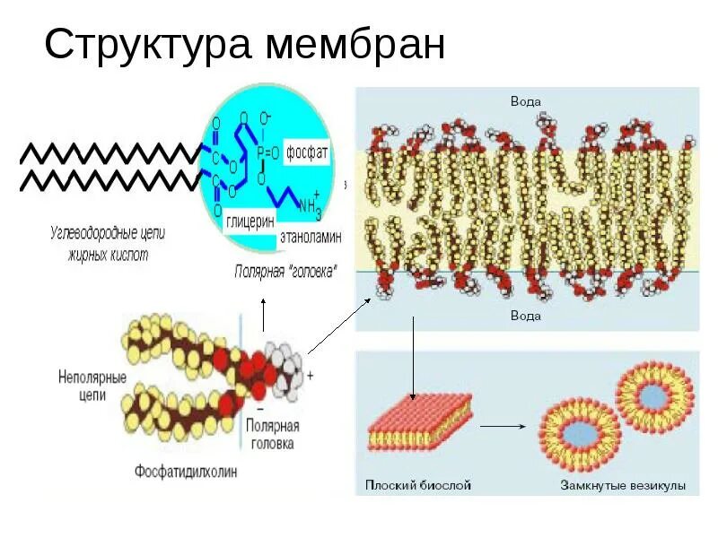 Собственную мембрану имеет