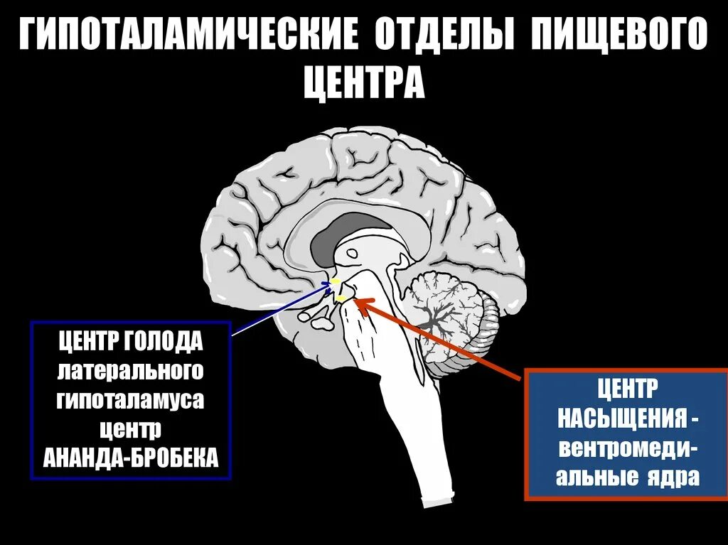 Гипоталамус центр голода и насыщения. Центр голода в гипоталамусе. Центр сытости в мозге. Пищевой центр головного мозга. Регуляция голода и насыщения отдел мозга