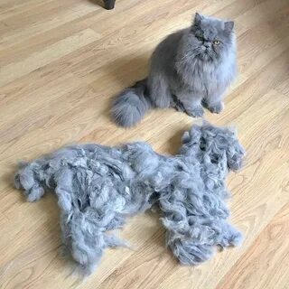 Кошачья шерсть человека