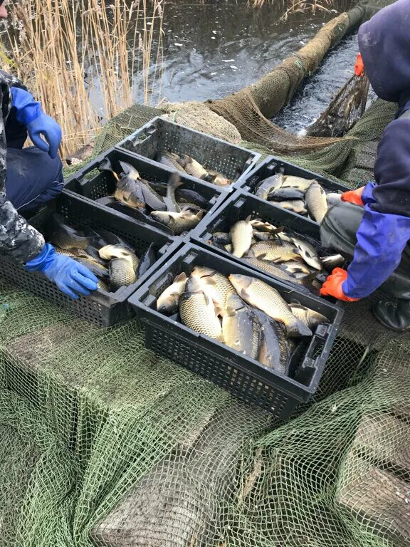 Ул авроры 68 самара. Дон рыба волжский ул пушкина. Оптовые поставки рыбы. Рыбный магазин салават. Рыба-царь самара.