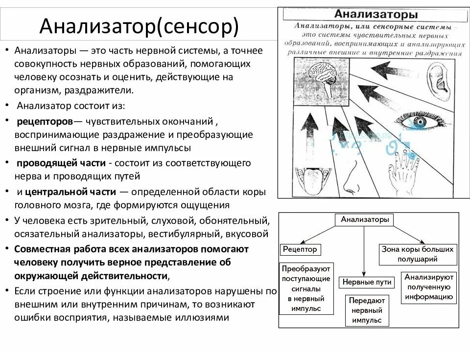 Строение и функции органов чувств и анализаторов. Ощущение строение и функции анализаторов кратко. Схема анализатора биология 8 класс. Зрительный анализатор и слуховой анализатор таблица. Таблица по биологии анализаторы