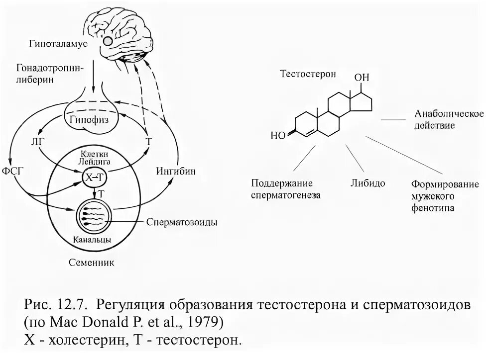 Гормоны женского либидо. Схема регуляции синтеза тестостерона. Схема синтеза тестостерона у мужчин. Лютеинизирующий гормон механизм действия. Схема гормональной регуляции секреции тестостерона.