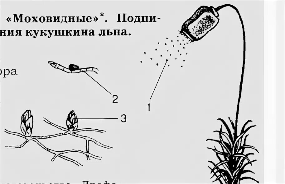 Зеленый мох кукушкин лен размножение. Размножение мха Кукушкин лен. Кукушкин лен схема. Размножение мха Кукушкин лен рисунок. Жизненный цикл мха Кукушкин лен схема.