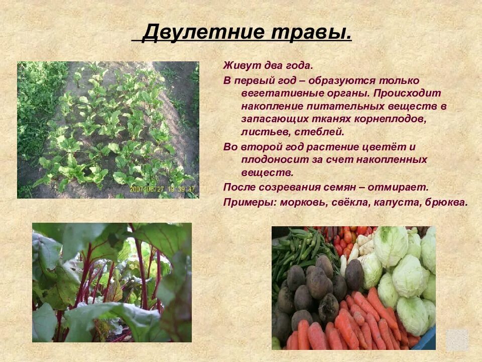 Какое растение является двулетним