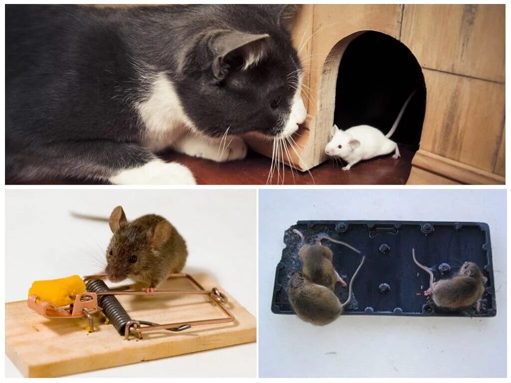 Способы избавиться от мышей. Мыши в доме. Дом мышки. Мышь квартирная. Домик для мышей.