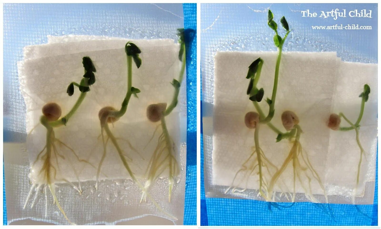Экспериментатор измельчил семена гороха добавил слюну. Прорастить семена в пакете. Прорастание семян в марле. Прорастание семян гороха. Прорастание семян фасоли на окне.