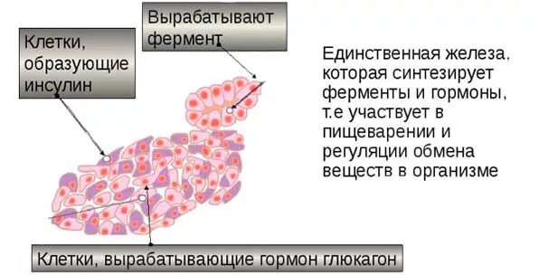 Ферменты секретируемые поджелудочной железой. Клетки поджелудочной железы вырабатывающие ферменты. Ферменты поджелудочной железы таблица. Панкреатическая железа клетки и ферменты.