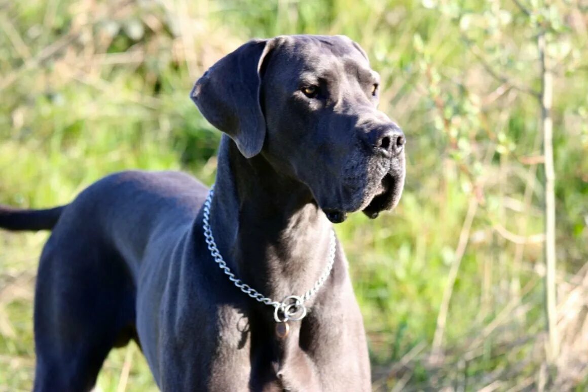 Дог ра. Собаки породы немецкий дог. blue great dane порода. немецкий дог голубой. голубой королевский дог.