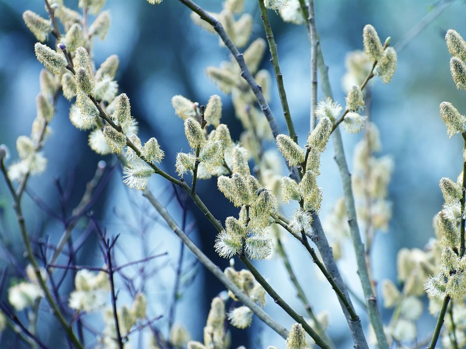 Деревья весной. Цветущая верба дерево. Почки на деревьях. Распускание почек на деревьях. Солнце и почки.