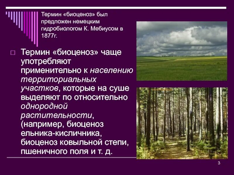 1 биоценозом называют. Биоценоз степи. Понятие биоценоз. Биоценоз структура биоценоза. Пространственная структура биоценоза.