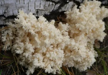 Коралловый гриб рецепт приготовления