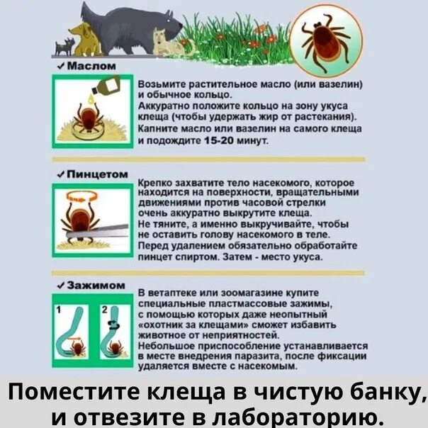 Чем опасны клещи для животных