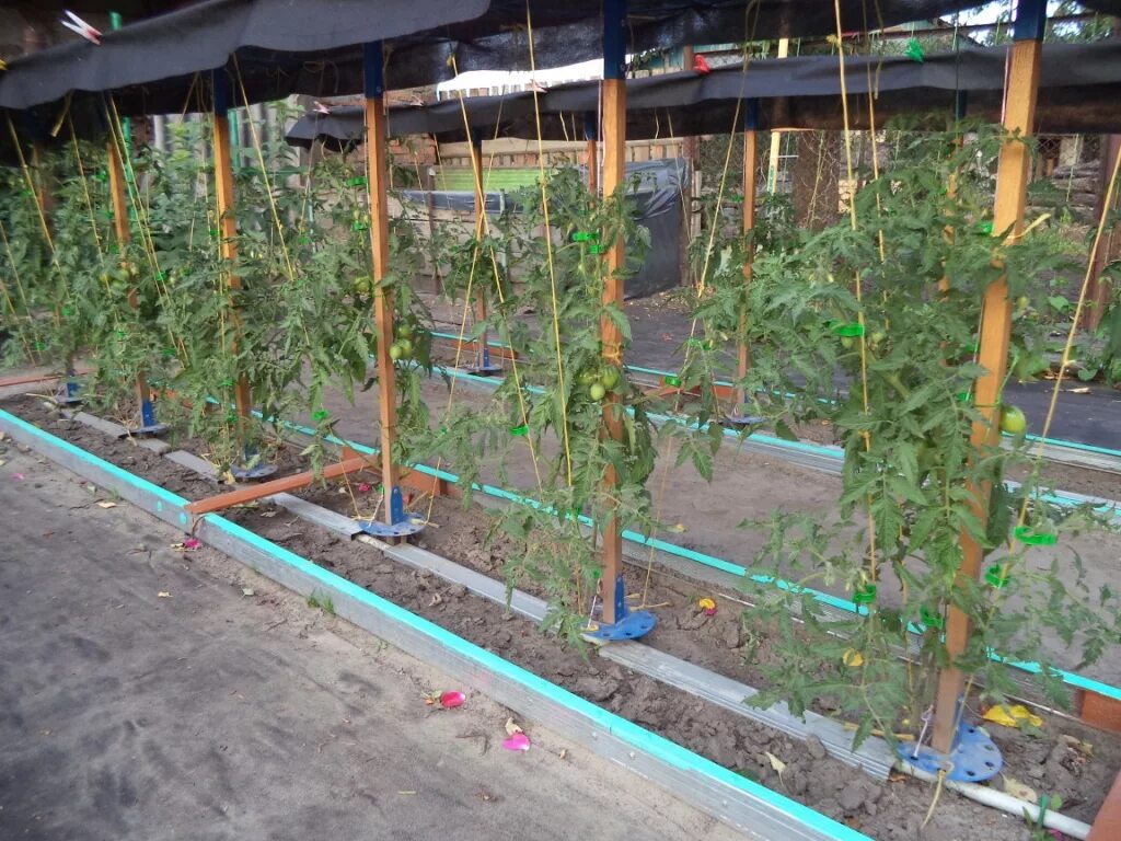 сделать под помидоры. помидоры на грядке. грядки для томатов в открытом грунте. сделать под помидоры. сделать под помидоры.