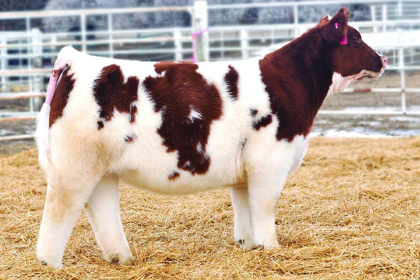 Порода Айова теленок. Айова порода коров. Плюшевая корова Айова. Лотнера (Lautner Farms коровы.