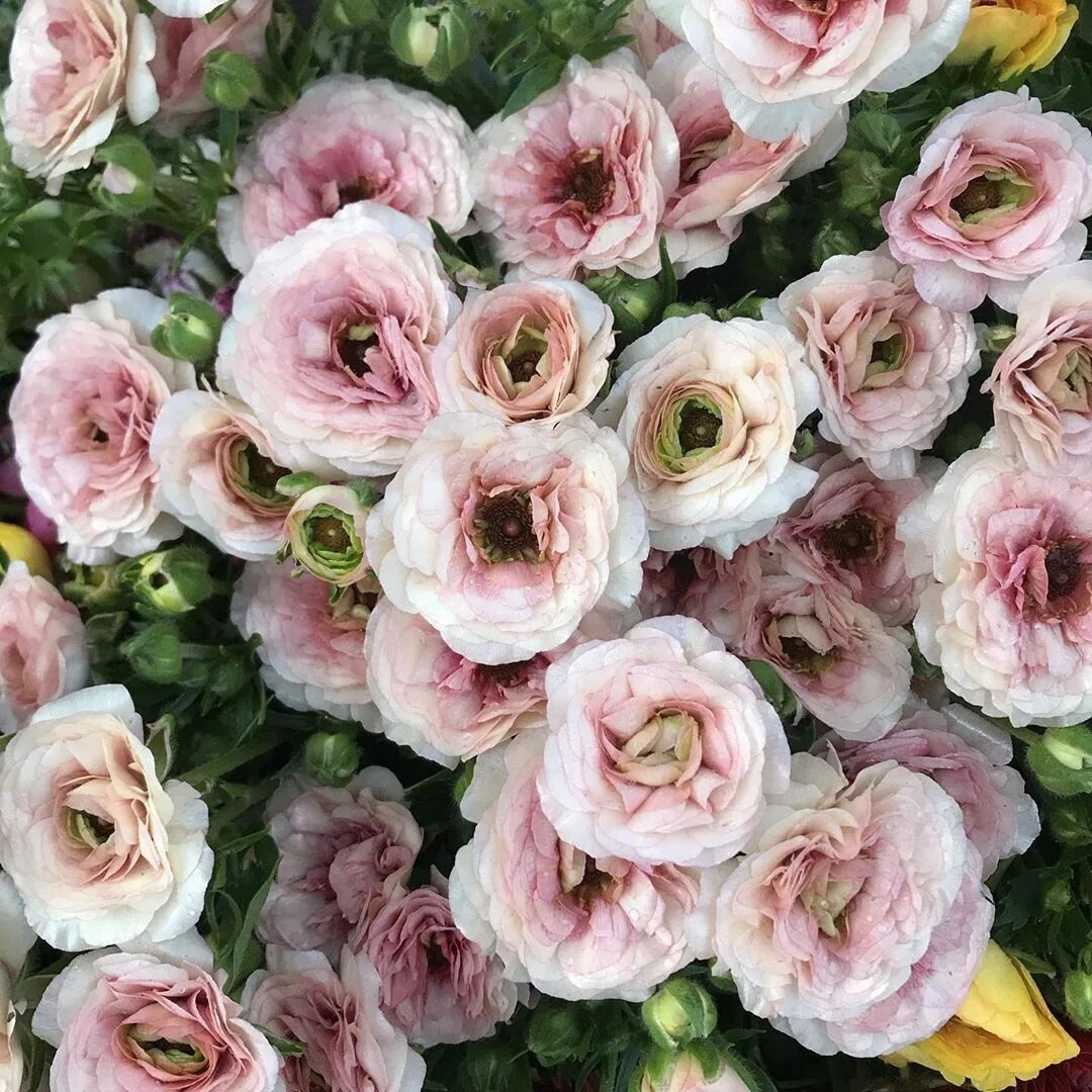 They re flowers. Акнистус растение. Наперстянка синяя. Сиреневые цветы. Юки айдол.