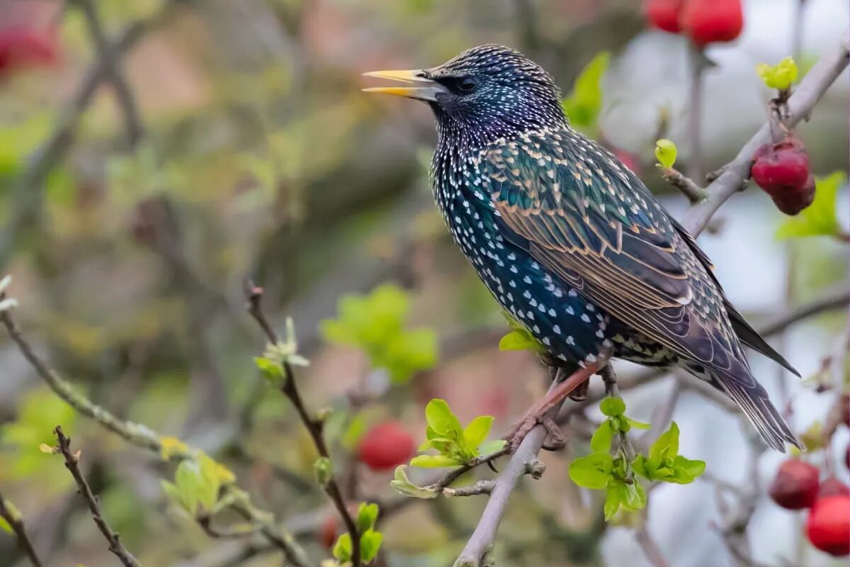 Скворец подмосковный. Обыкновенный скворец самка. Скворец жизнь. Скворцы в спб. Скворец жизнь.