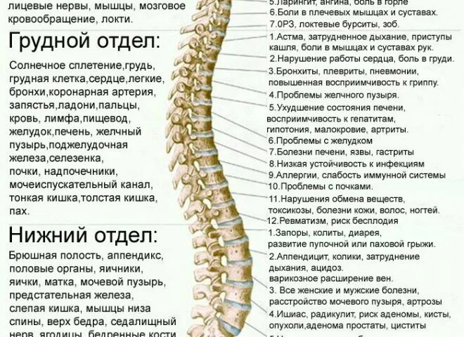 Связь позвонков с конечностями