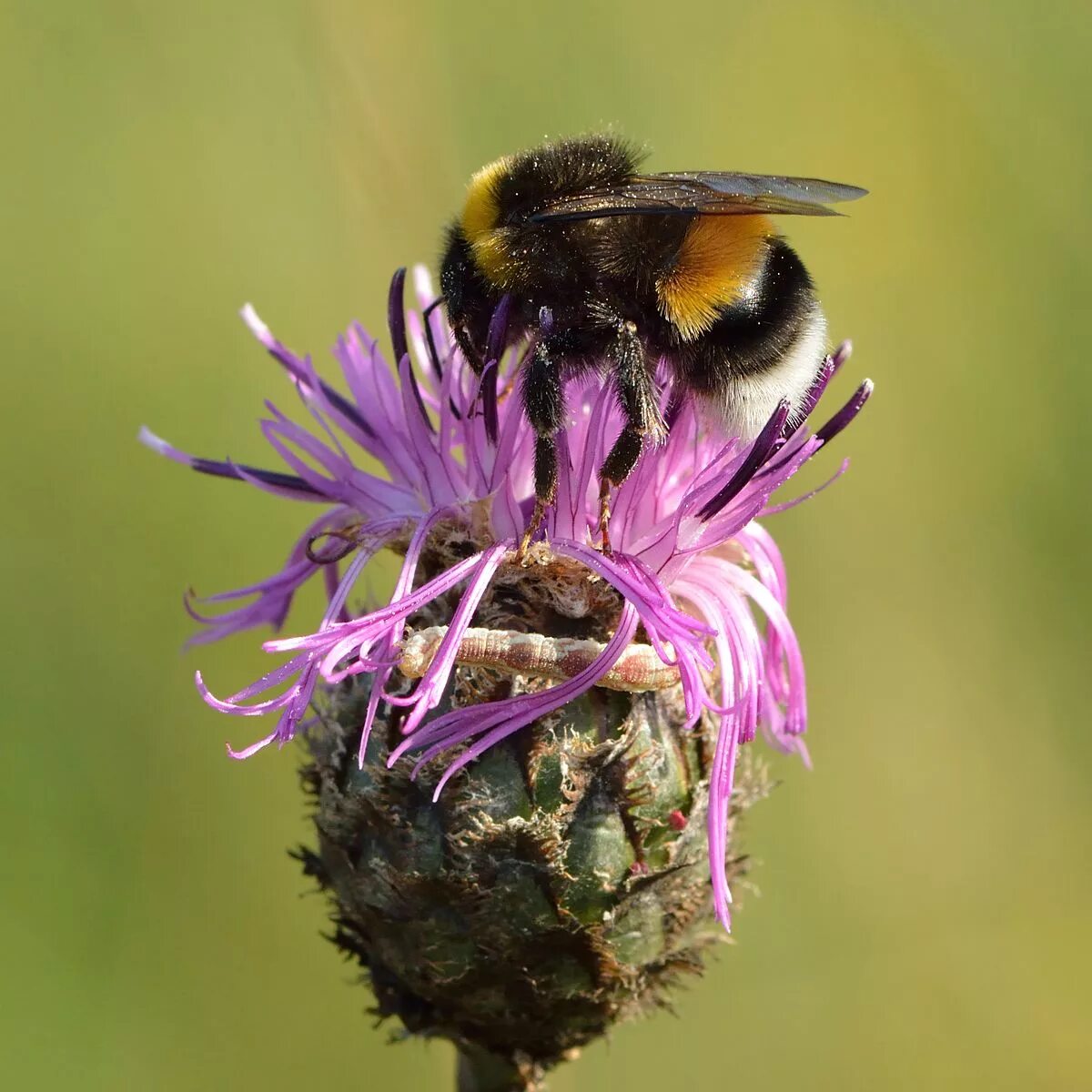 Пчелы и шмели тип взаимоотношений. Bombus lucorum. Шмель lucorum. Цветы медоносы для пчел. Bombus terrestris.