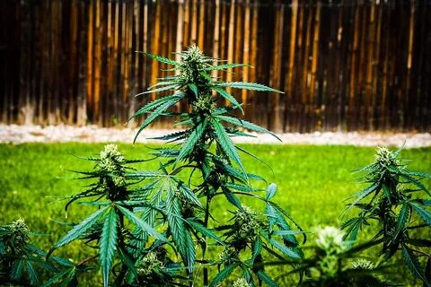 Indica дата выхода
