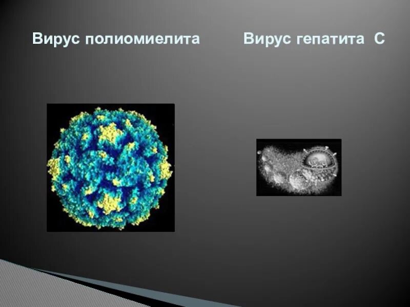 Virus 9. Вирус полиомиелита. Вирус полиомиелита строение. Вирус полиомиелита под микроскопом. Вирус полиомиелита фото.