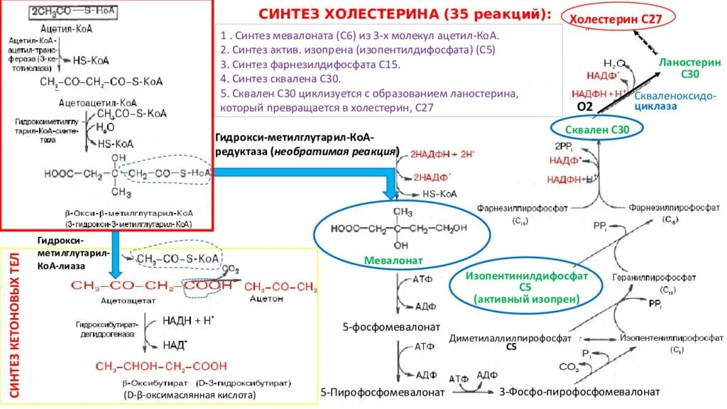 Ацетил КОА Синтез жирных кислот. Источники надфн2 для синтеза жирных кислот. Синтез жирных кислот ацетоацетил КОА. Синтез жирных кислот из ацетил КОА реакции. 27 синтезы