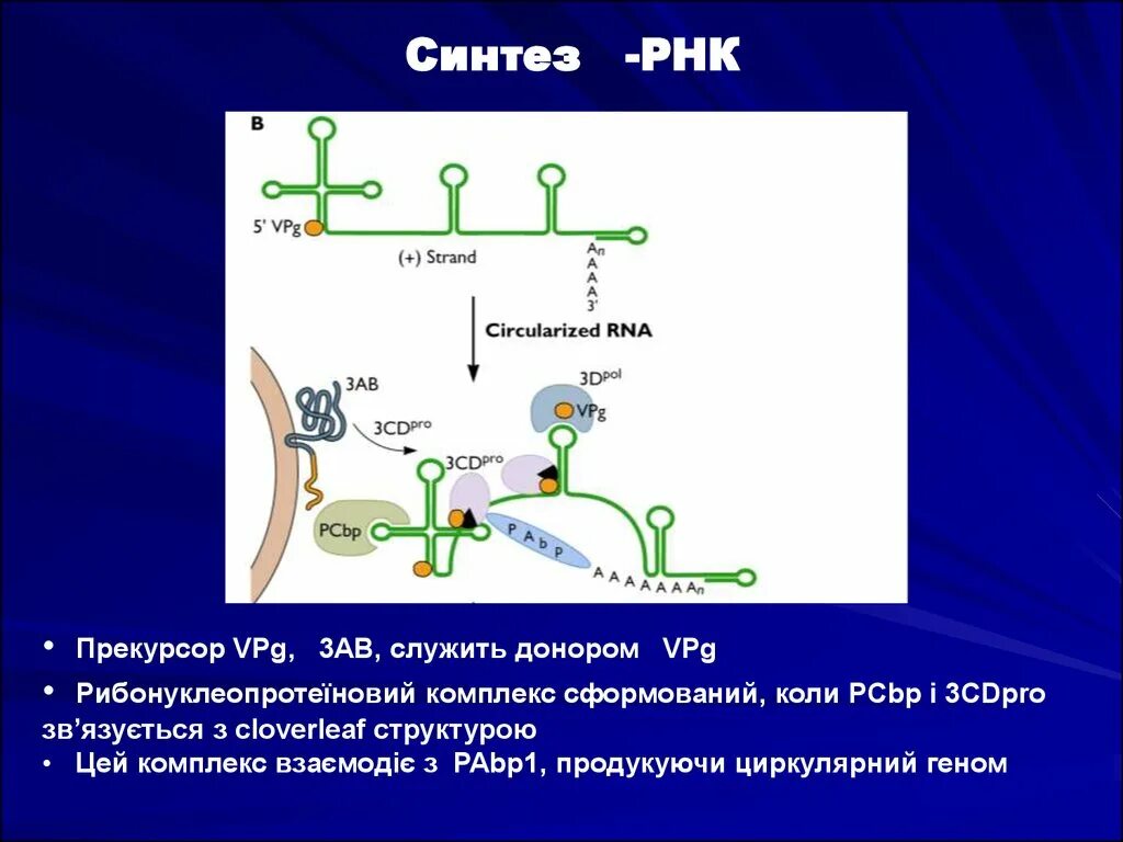 Синтез РНК. Что синтезирует РНК. И РНК синтезируется в. Где синтезируется РНК.