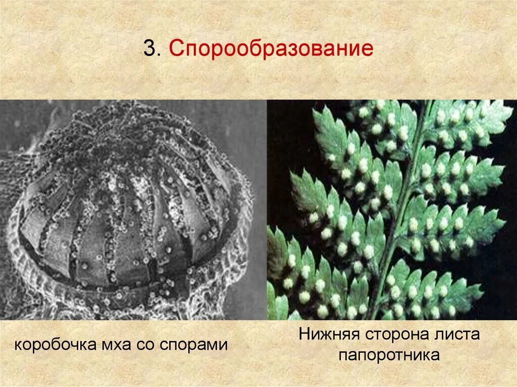 Коробочка со спорами у папоротника. Коробочка у папоротниковидных. У папоротника споры в коробочке. Споры на нижней стороне листа папоротника. Организмы со спорами