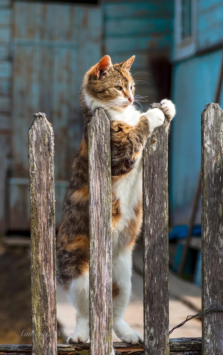 Кот ждет весну. Кот на заборе. Коты на заборе. Кот сидит на заборе. Кот радуется весне.