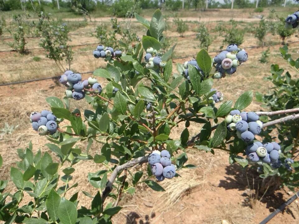 Голубика в черноземье. Голубика Садовая. Куст голубики. Голубика Садовая плодоношение. Голубика кустовая Садовая.