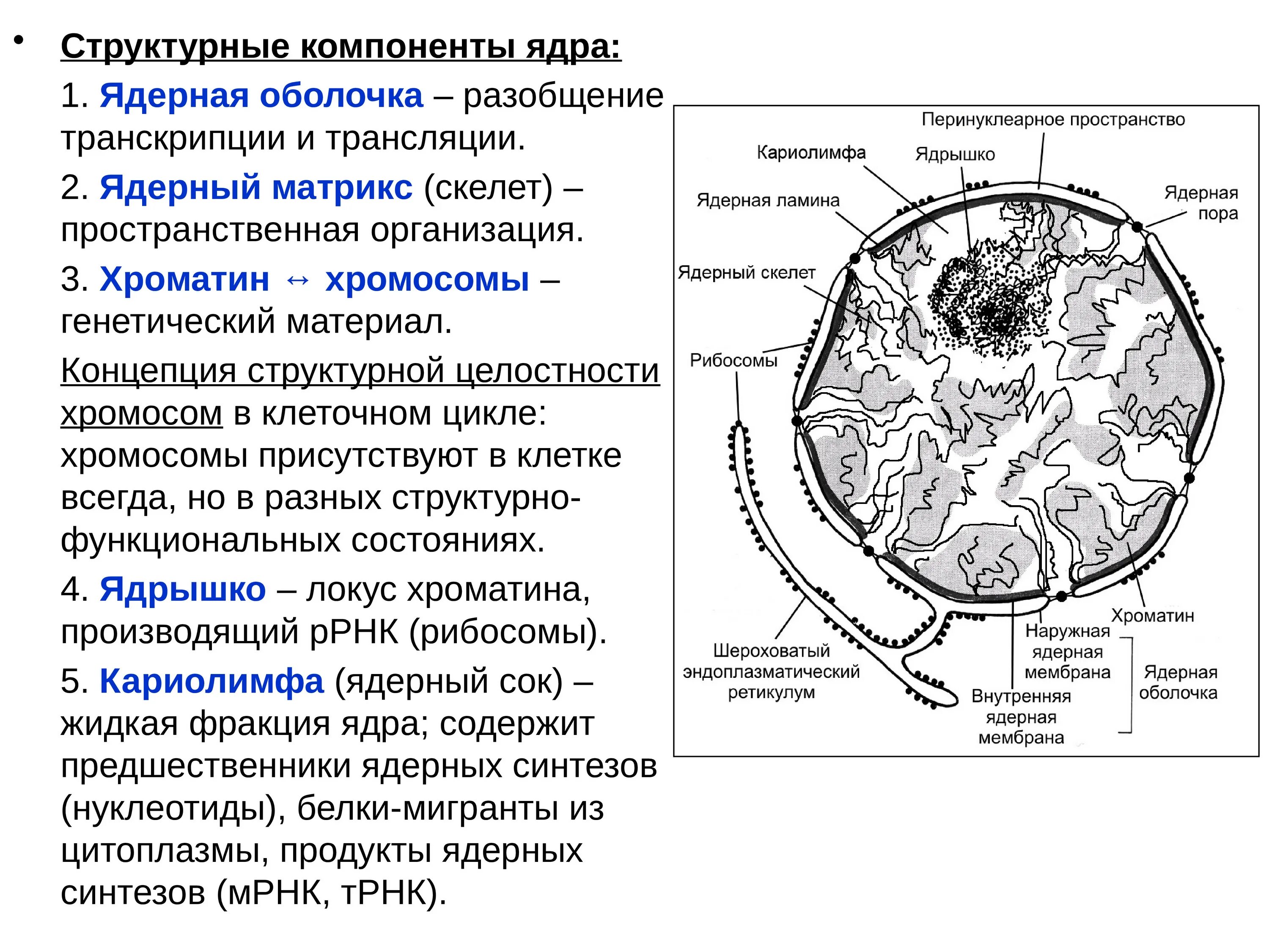 Дайте характеристику клеточному ядру. Структурные элементы ядра клетки. Клетка, компоненты, строение ядра. Структурно-функциональная организация интерфазного ядра клетки.. Компоненты интерфазного ядра и их функции.