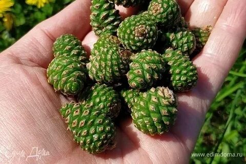 Зеленая шишка сосны польза