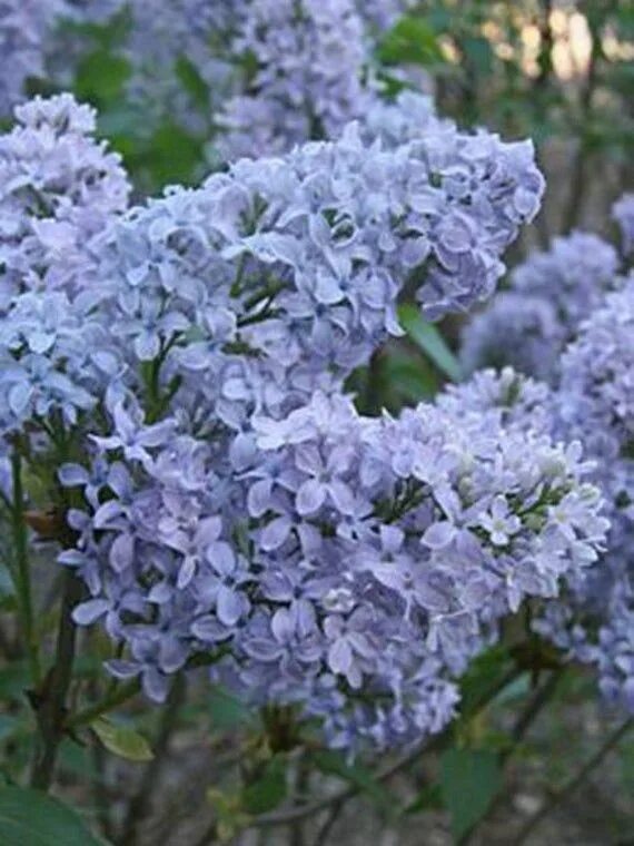 Lilac blue. Голубая сирень. Голубая сирень. Сирень обыкновенная веджвуд блю. Синяя сирень.