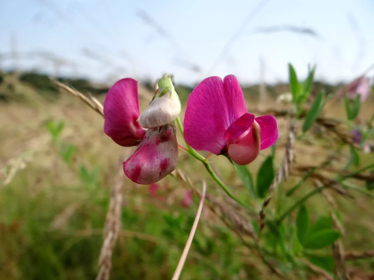 Чина ю. Чина клубневая. Lathyrus sativus. Сорняк чина клубненосная. Чина клубненосная Lathyrus tuberosus.