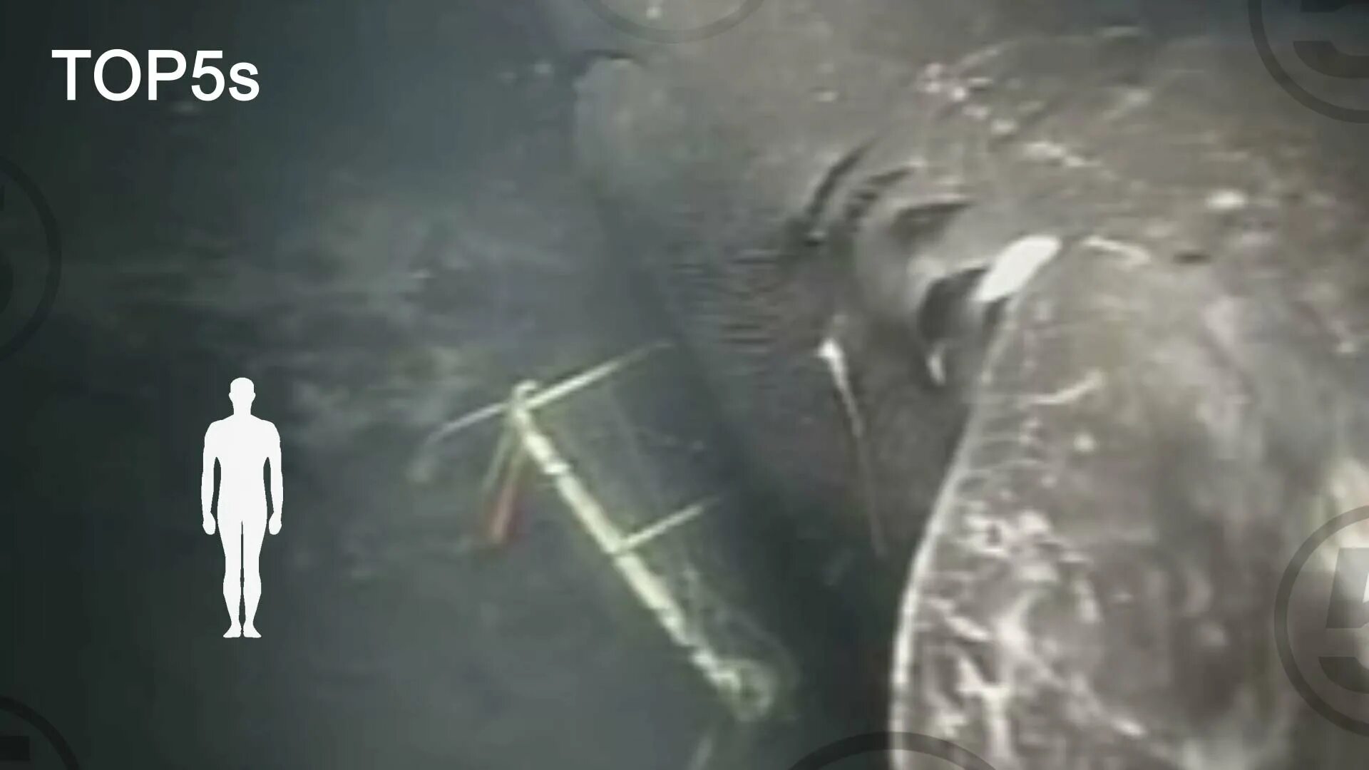 МЕГАЛОДОН В Марианской впадине. Марианская впадина акула МЕГАЛОДОН. Странные существа в океане. Страшные существа под водой.