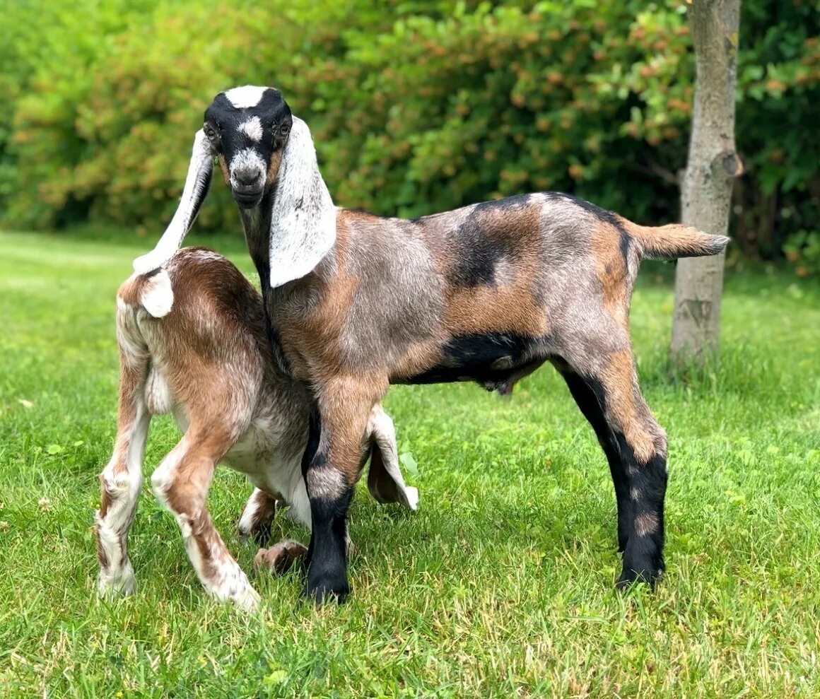 Ушами порода козы. Англо-нубийская коза. Козы нубийской породы. Коза альпо нубийской породы. Вислоухий козел нубийский.