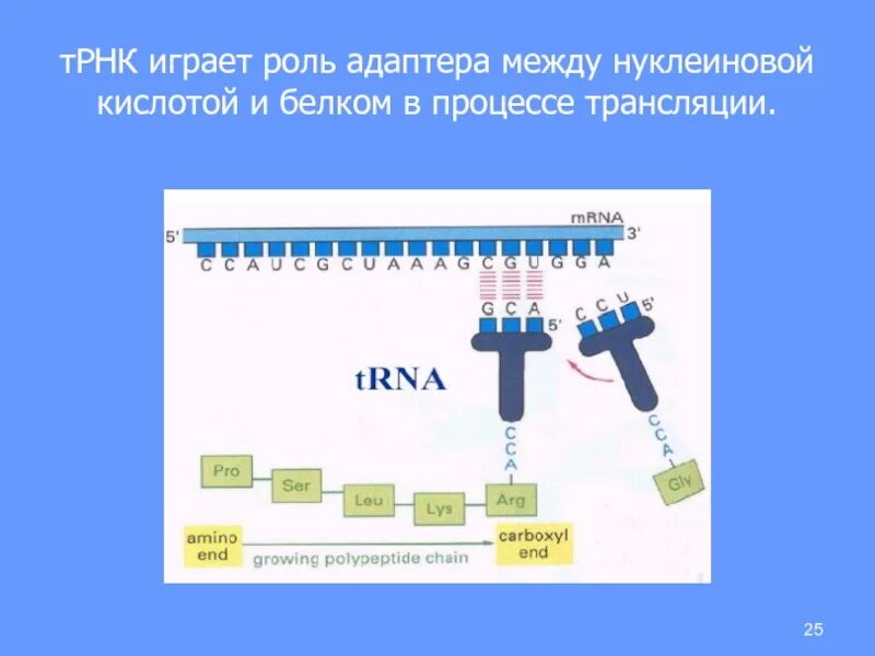 Виды рнк в трансляции. Процесс трансляции рнк. участие трнк в трансляции.